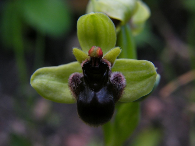 Passeggiate orchidologiche 2013